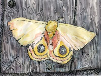 ©Erica Dale Strzepek, Io Moth. Ink & Watercolor